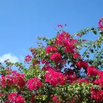 bouganville 