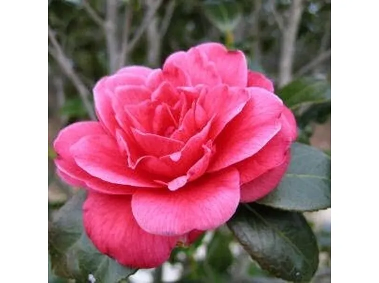 fiore camelia