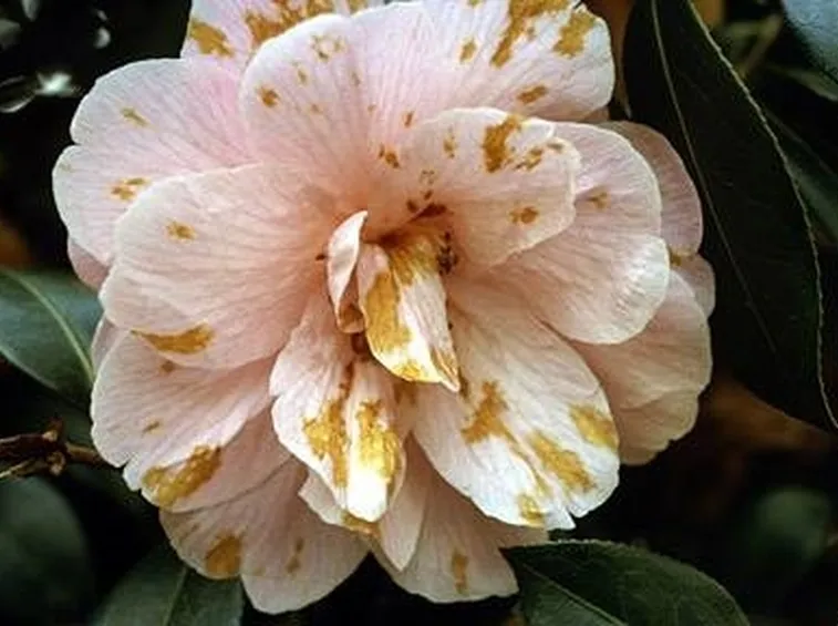 fiore camelia malato