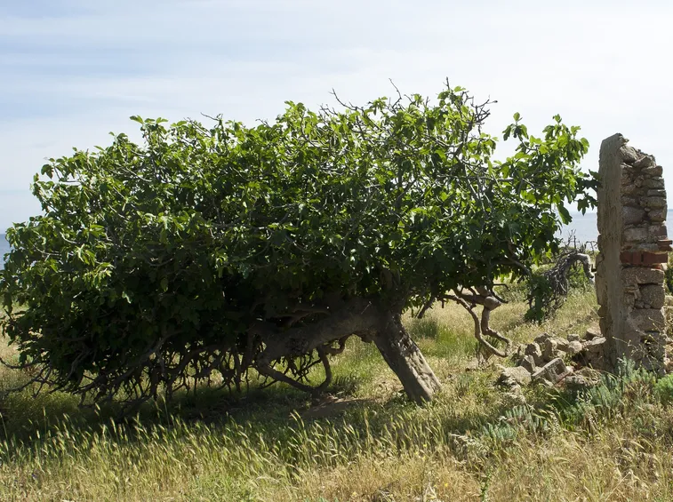 Un esempio di albero di fico