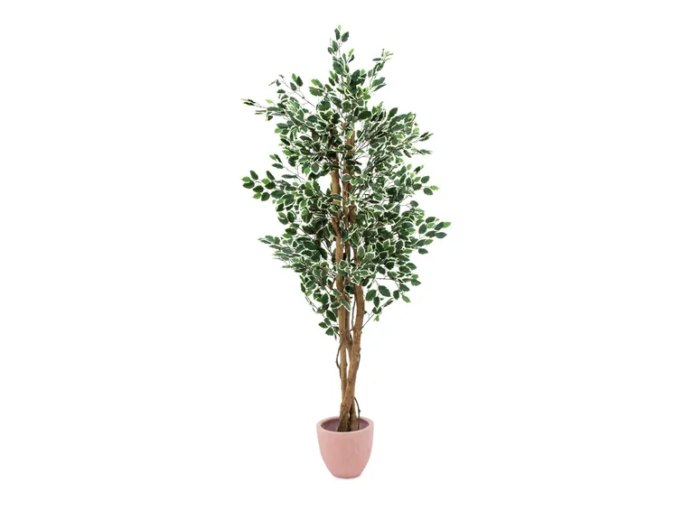 ficus benjamin
