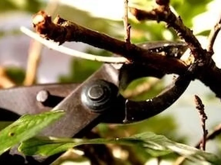 potatura ficus benjamin