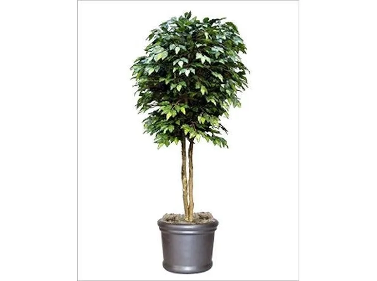 ficus benjamin