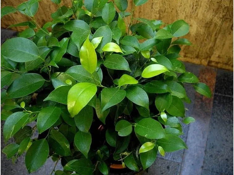 ficus benjamina