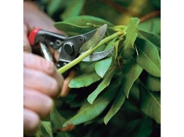potatura ficus