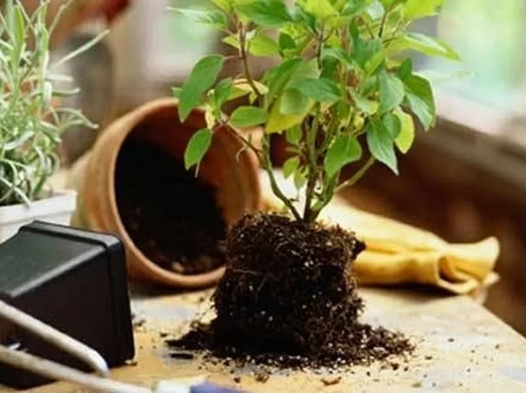 Rinvaso ficus