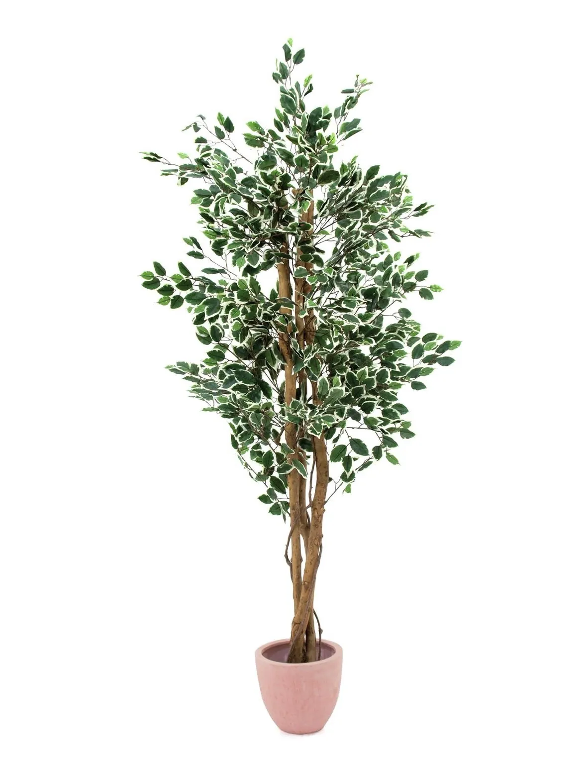 ficus benjamin