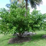 Gelso bianco