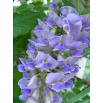glicine