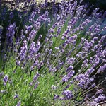 lavanda