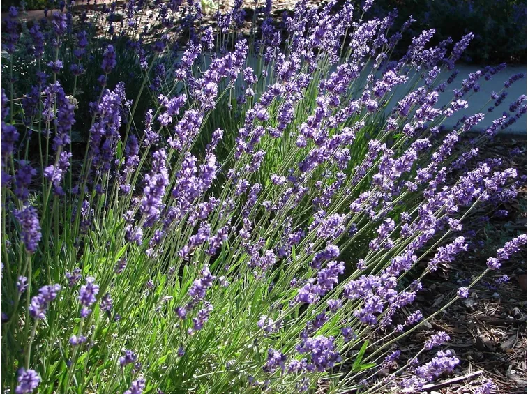 lavanda
