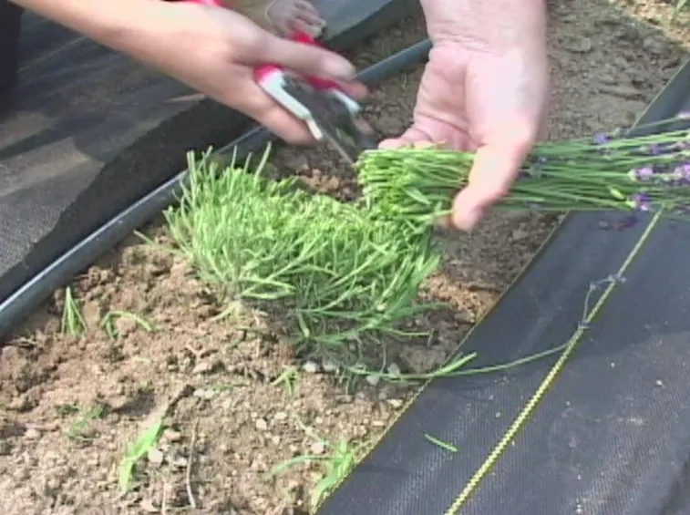potare lavanda
