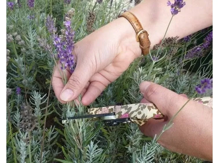 potare lavanda