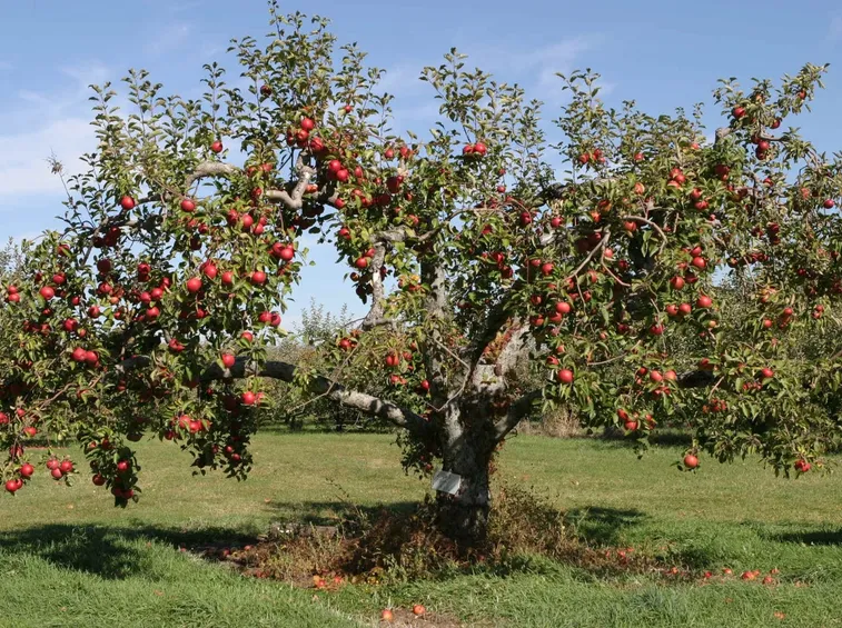 Albero melo frutti