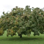 Albero nespolo