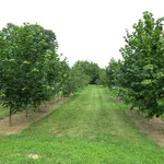 Alberi nocciole