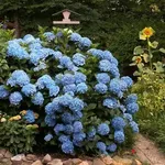 ortensie