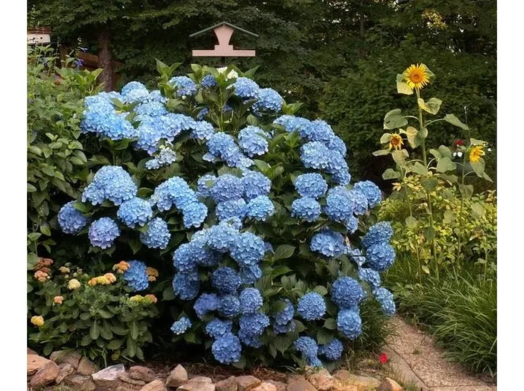 ortensie