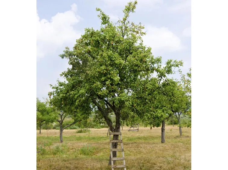 Albero pere