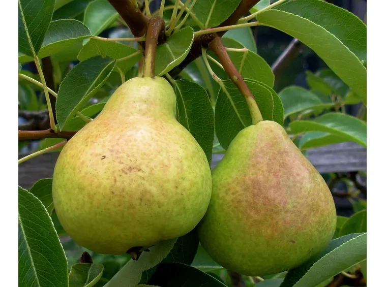 Frutti pianta pero