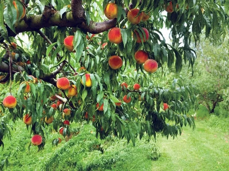 Albero pesco