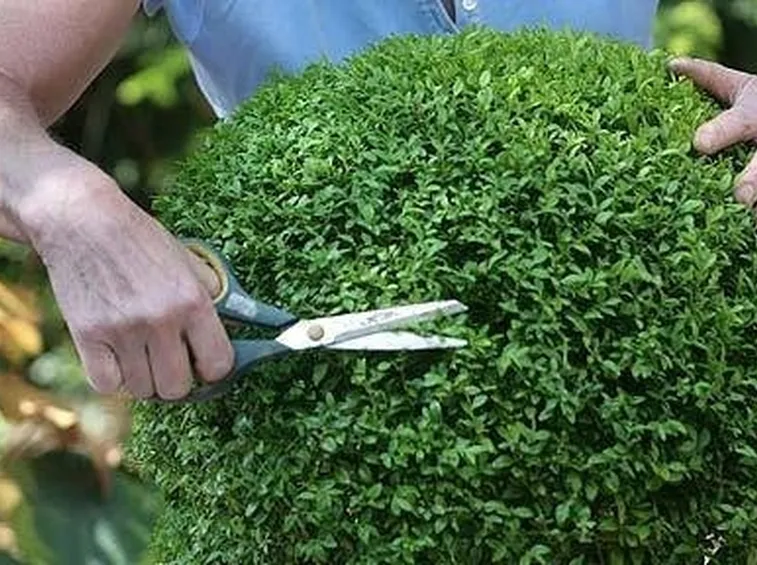 POTATURA PER SIEPI CONIFERE