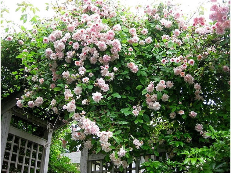 Vite da pergola