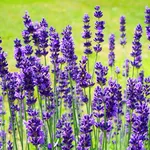 Fiori di lavanda