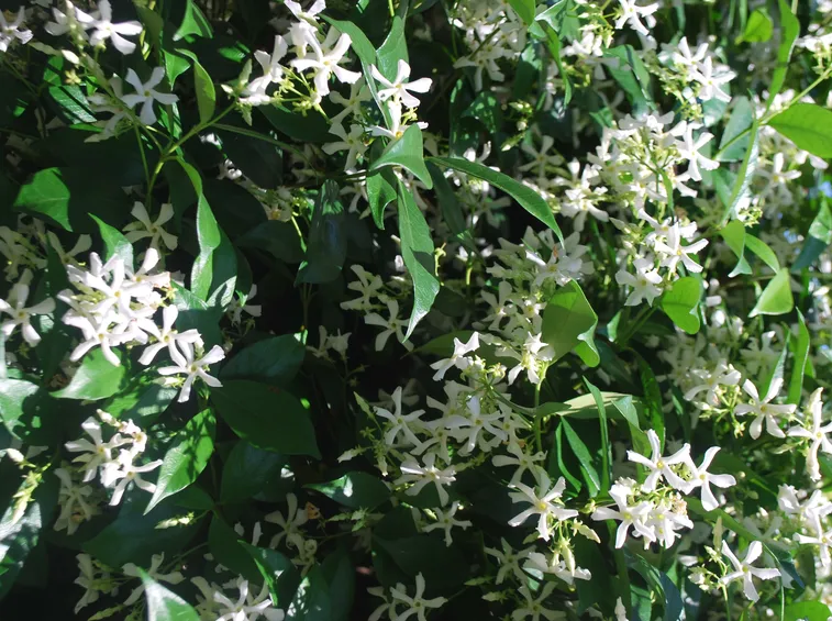 Gelsomino fiore