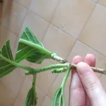 Talea ortensia