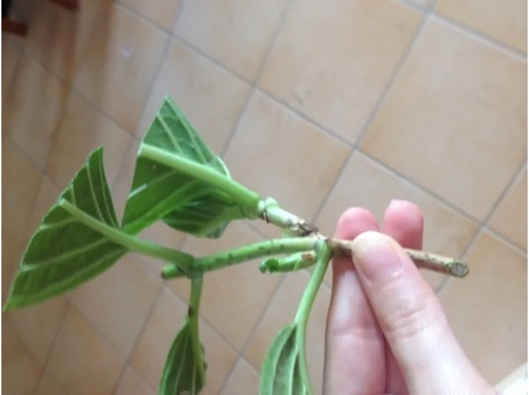 Talea ortensia