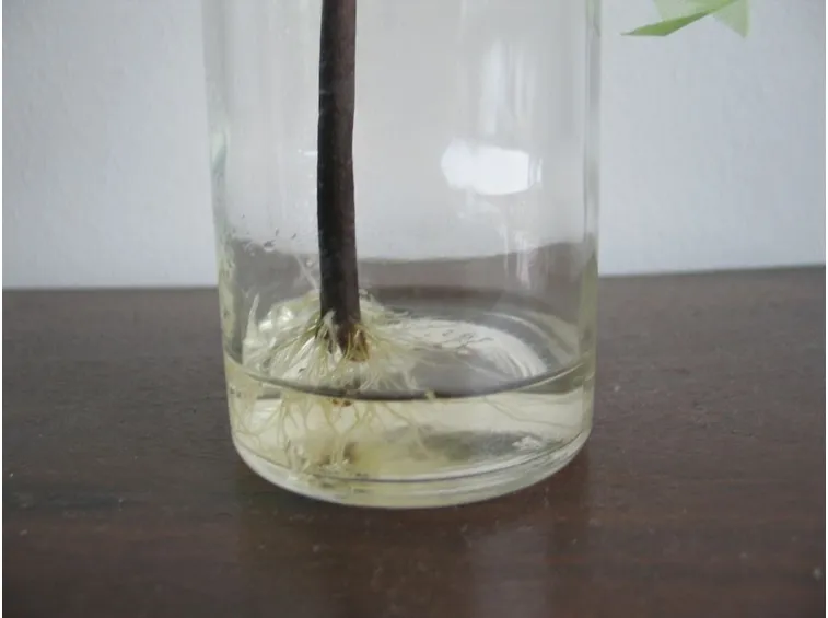 Talea ortensia radicata