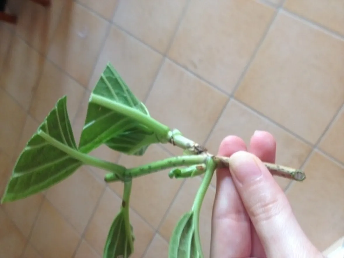 Talea ortensia