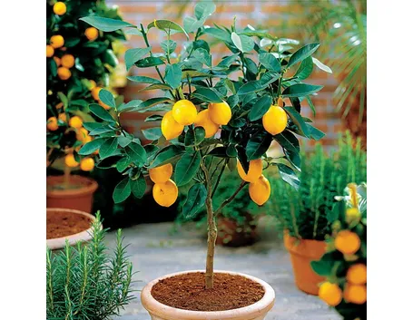 Limone vaso terra