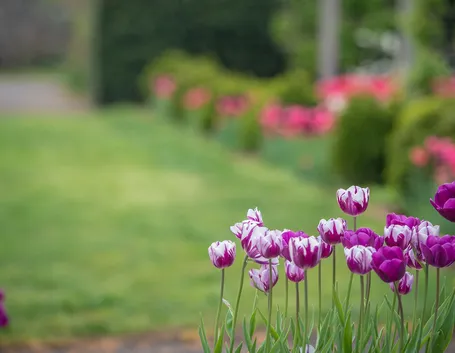 tulipani
