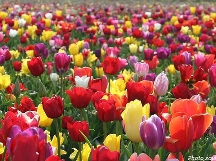 tulipani