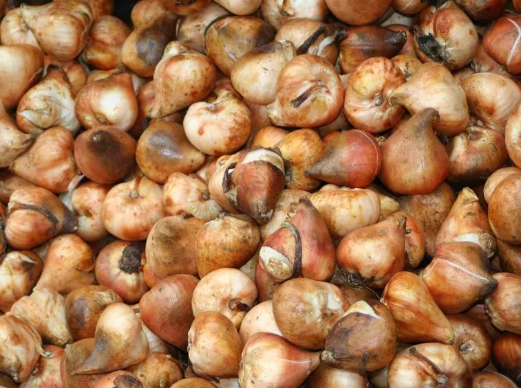 bulbi di tulipani