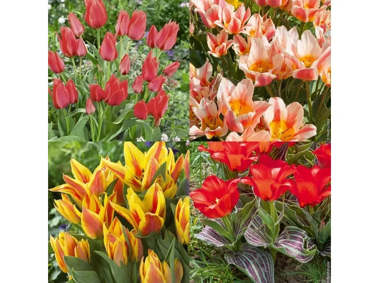 tulipani botanici