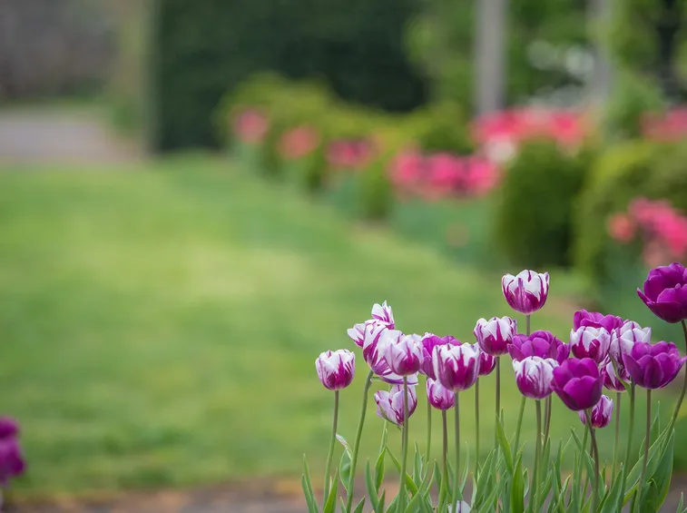 tulipani