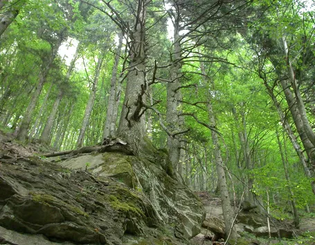 Il Parco di Campigna