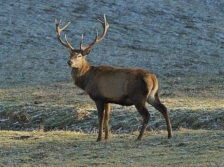 Un cervo del Parco di Campigna