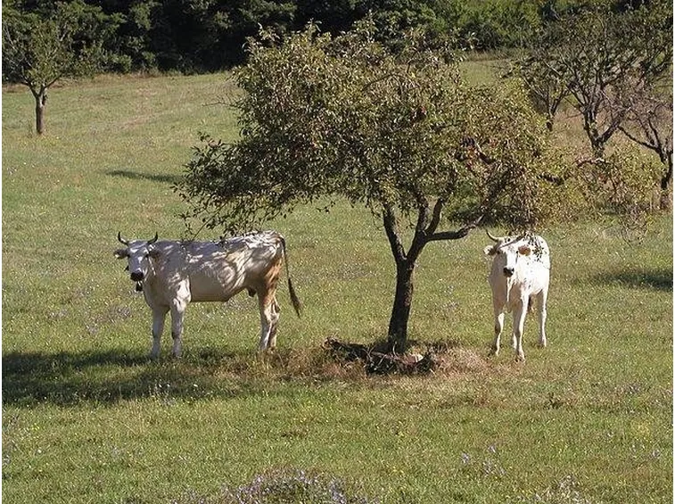 Mucche di razza Chianina