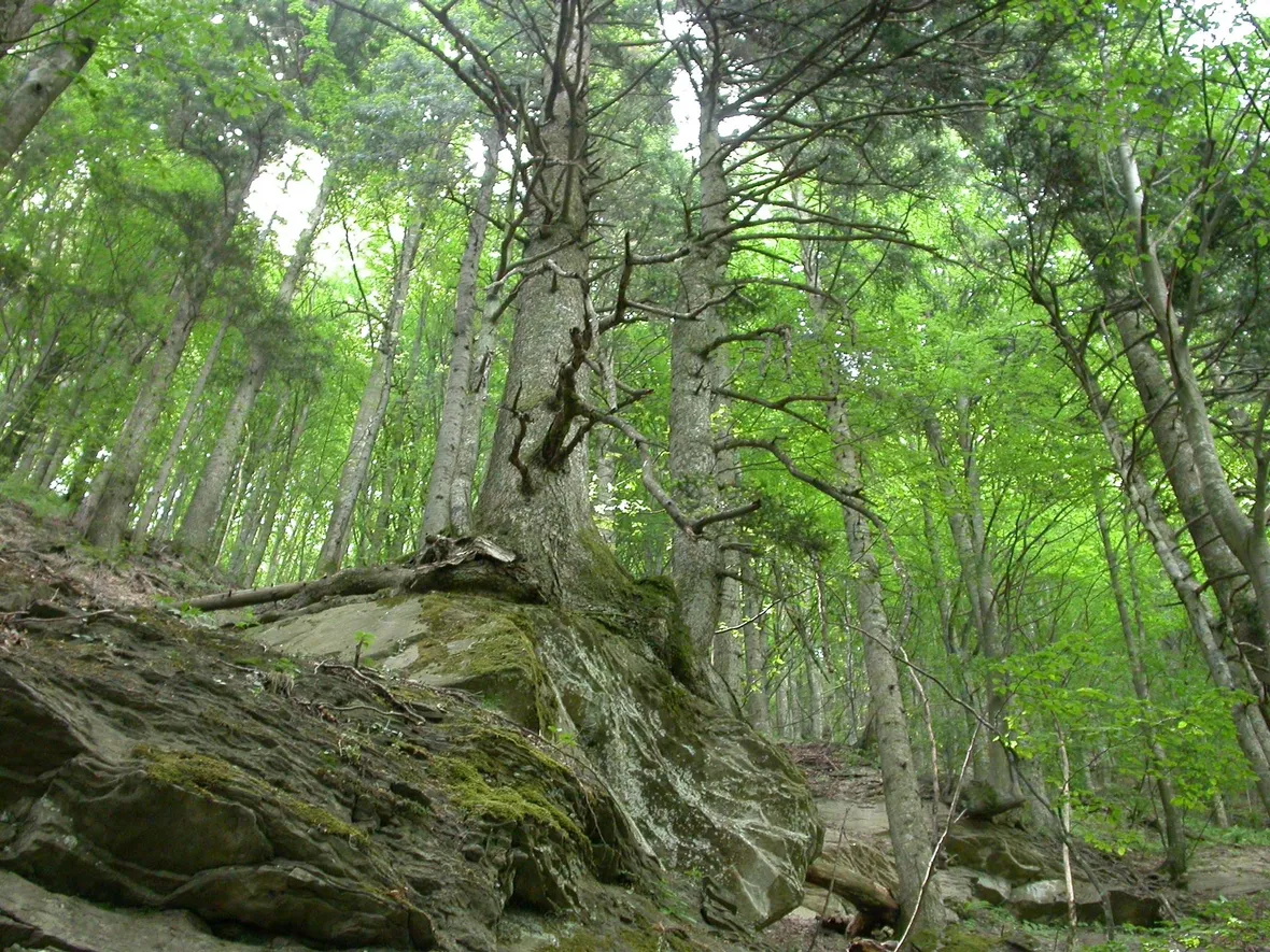 Il Parco di Campigna