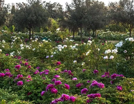 Il Centro botanico Moutan