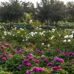 Il Centro botanico Moutan