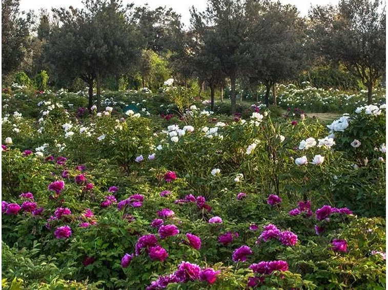 Il Centro botanico Moutan