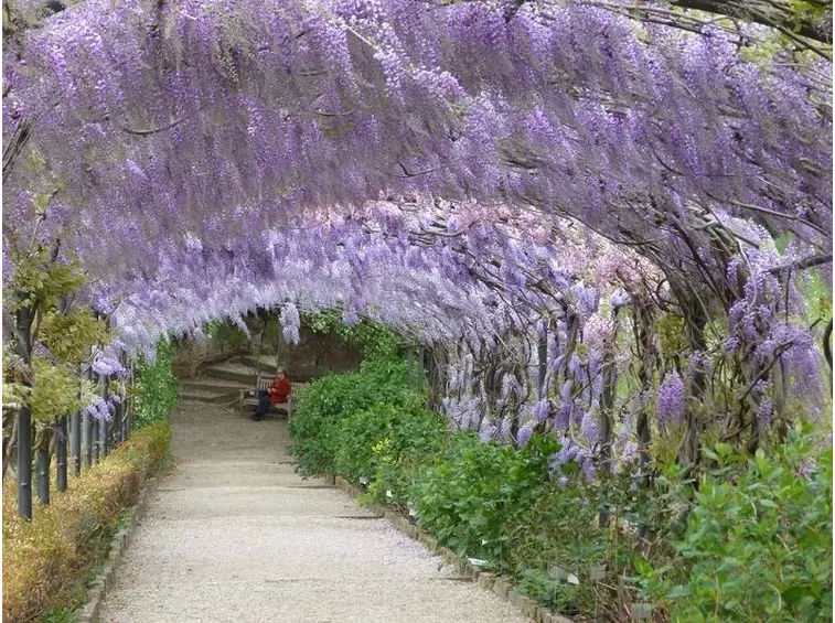 Dettaglio di un vialetto coperto del giardino