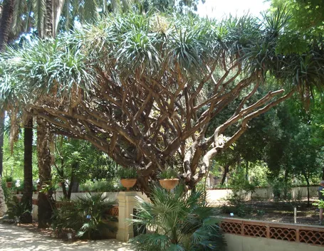 orto botanico palermo