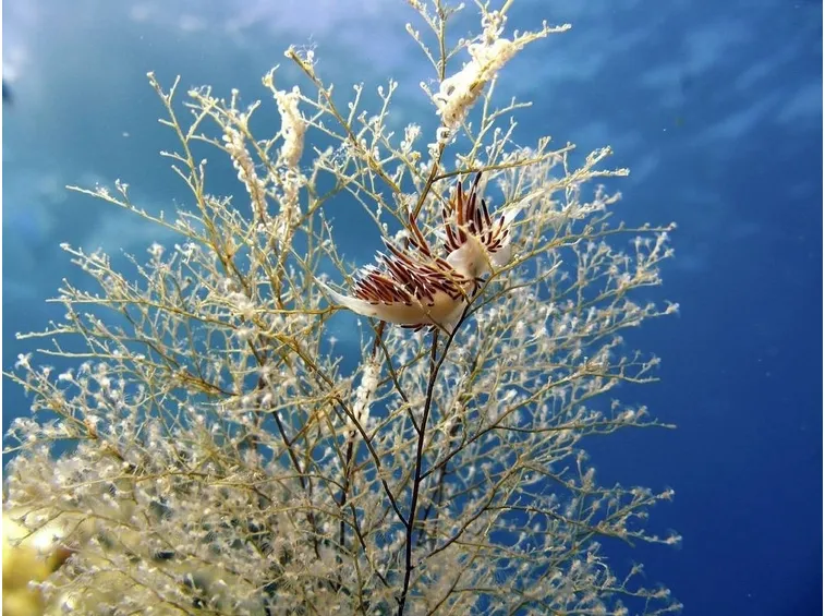 Vegetazione tipica di Giannutri