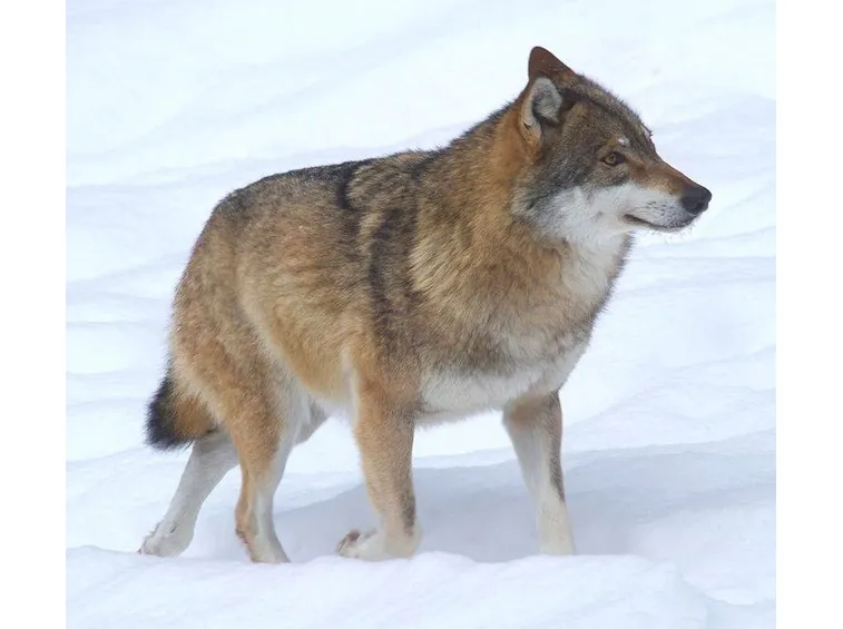 Un lupo